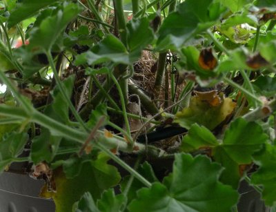 P1050767 Wren Nest