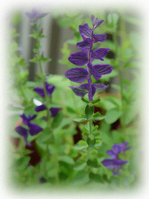 DSC02983 Purple Salvia