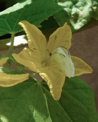 P1020428 Cabbage Butterfly on cucumber blossom