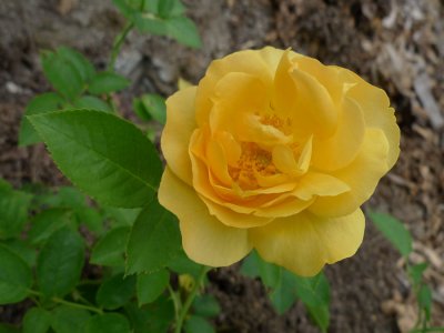 P1050993 Julia Child Rose Blossom