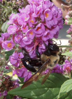 DSCF6242 Bee under Buddleia Blossom
