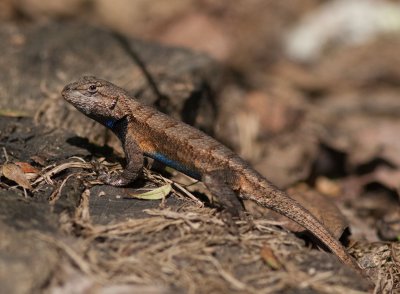 IMG_0200 Male Eastern Fence Lizard