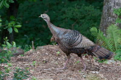 _MG_1697 Turkey and Baby