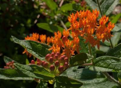 P1080434 Asclepias