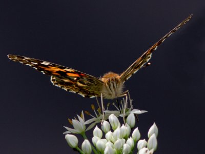 _MG_2732 Painted Lady Ready for Takeoff