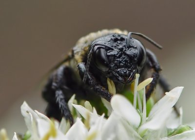 DSC00012 Waterlogged Bee