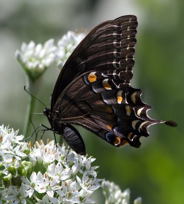_MG_2859 Black Swallowtail