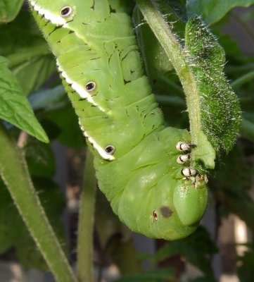 Tobacco* Hornworm on Tomato Leaf