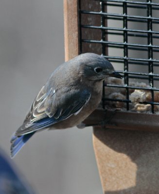 _MG_3753 Female Bluebird