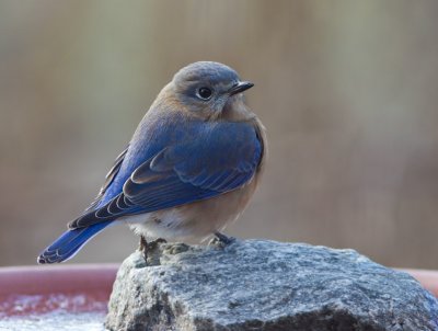 _MG_3755 Bluebird on Rock in Birdbath