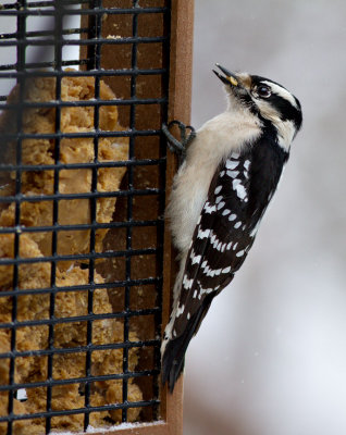_MG_4211 Downy Woodpecker