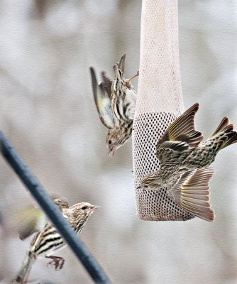 _MG_2060 Pine Siskin Thistle War