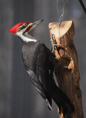 P2062180 Male Pileated Woodpecker