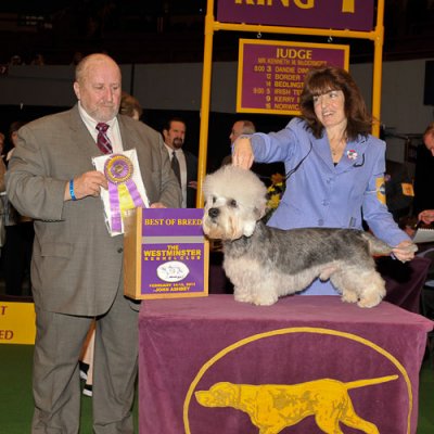 Disher Takes Best of Breed At Westminster 2-15-11