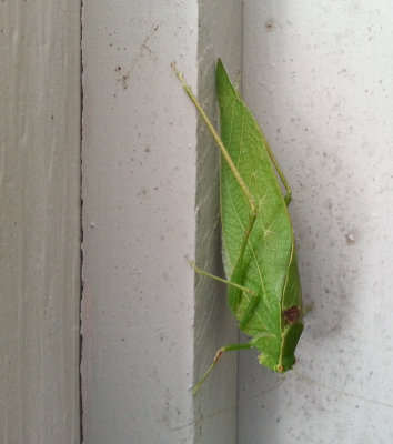 20120910_145949 Adult Katydid