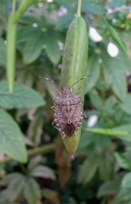 20120912_080724 Brown Marmorated Stink Bug