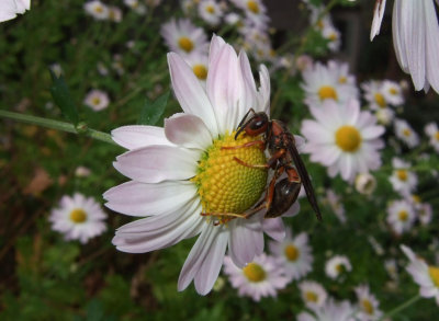 DSCF8771 Paper Wasp on Chrysanthemum