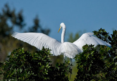 _MG_0611 Egret Spread Wings