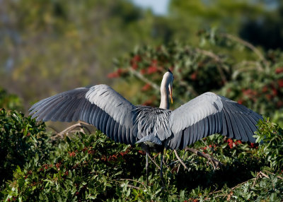 _MG_0615-Heron Spread Wings