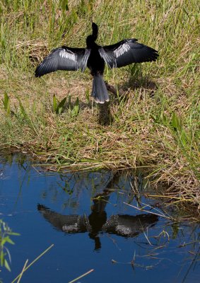 _MG_1422 Mirrored Anhinga