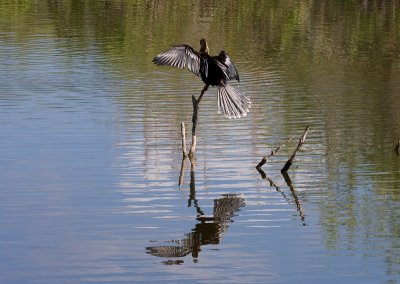 _MG_1460 Matisse Anhinga