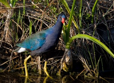 _MG_1612 Purple Gallinule