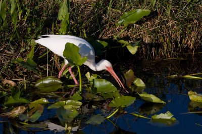 _MG_1615 Ibis