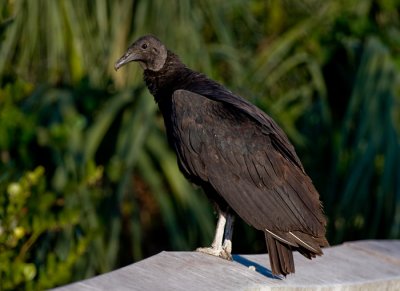 _MG_1627 Black Vulture