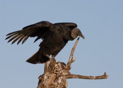 _MG_1682 Vulture on Stump