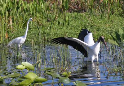 IMG_2020 Woodstork