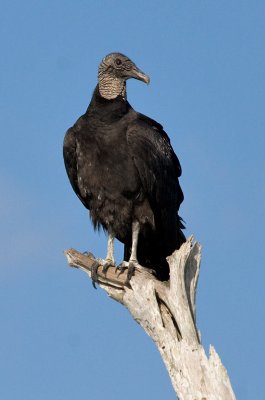 _MG_2048 Treetop Black Vulture