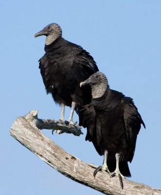 _MG_2118 Treetop Vulture Pair
