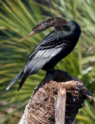 _MG_2141 Dramatic Anhinga