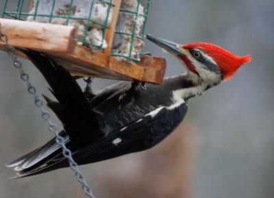 _MG_1176 Male Pileated Woodpecker