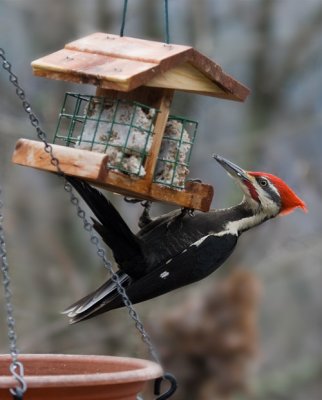 _MG_1180 Male Pileated Woodpecker