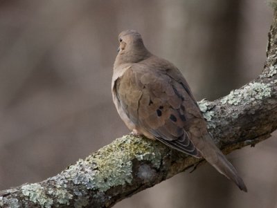 _MG_3094 Mourning Dove Outside