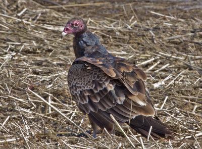 _MG_4216 Turkey Vulture