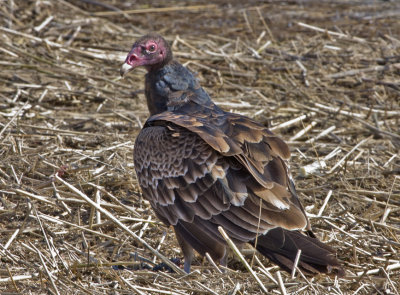 Edwin B. Forsythe National Wildlife Refuge