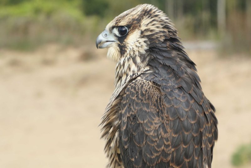 Peregrine Falcon juvenile male