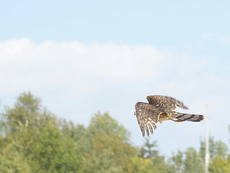 Sharp-shinned Hawk juvenile male