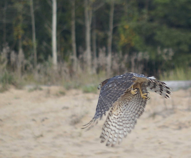 Coopers Hawk juvenile female