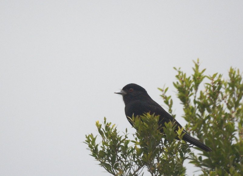 Blue-billed Black Tyrant