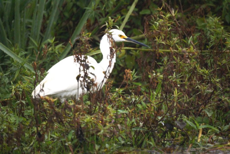 Snowy Egret