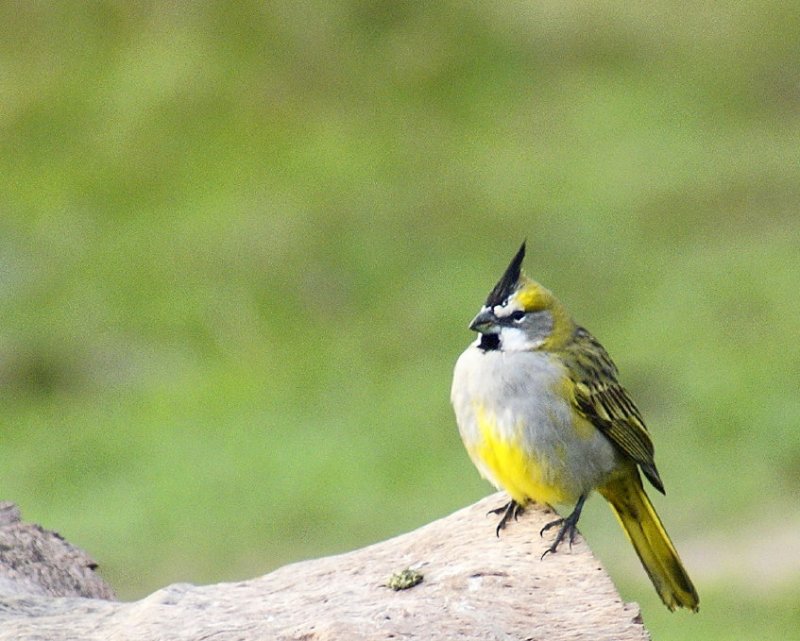 Yellow Cardinal