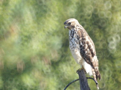Red-shouldered Hawk juvenile