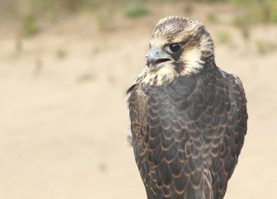 Peregrine Falcon juvenile male
