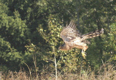 Cooper's Hawk adult male