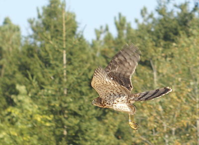 Sharp-shinned Hawk juvenile male