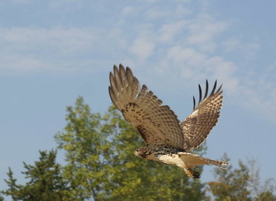 Red-tailed Hawk juvenile