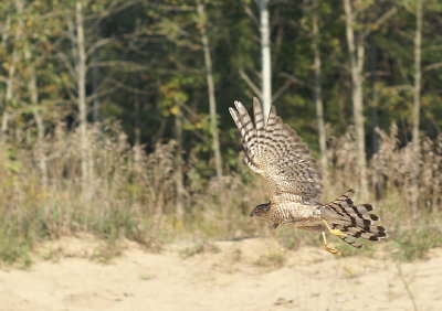 Sharp-shinned Hawk adult female
